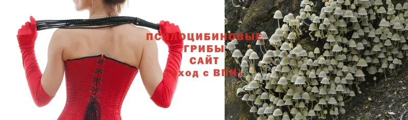 где купить   Кинешма  Псилоцибиновые грибы Psilocybine cubensis 